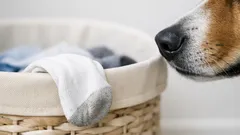 Why dogs love dirty socks and what it reveals about their sense of smell